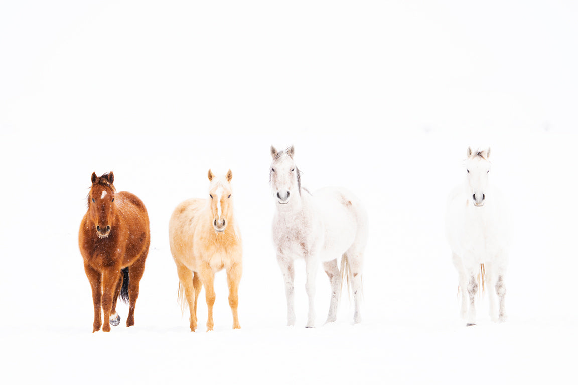 Brown and White Horses Utah