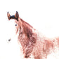 Brown White Horse Photos