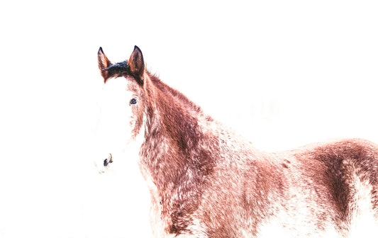 Brown White Horse Photos