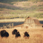 Buffalo Herd and Barn Photos