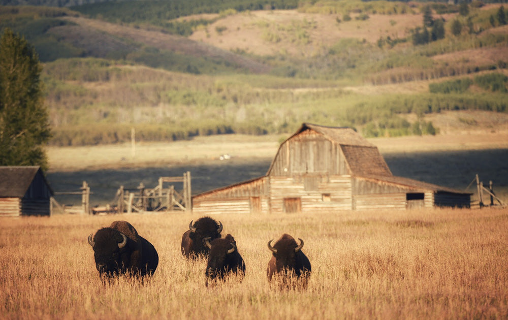 Buffalo Herd and Barn Photos