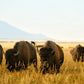 Buffalo Herd Wyoming Photos