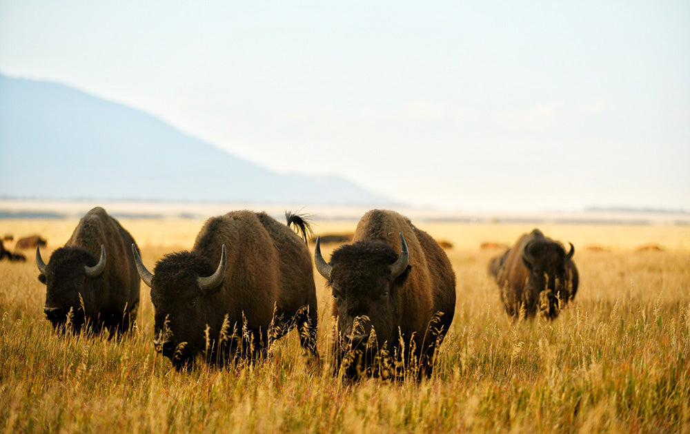 Buffalo Herd Wyoming Photos