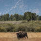 Buffalo in Jackson Hole Wyoming Photos