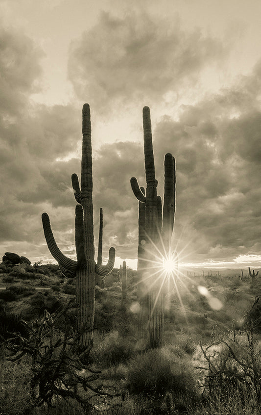 Poncho and Lefty - Phoenix Cactus Tree Photos