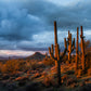 Going Down Slowly - Phoenix Cactus Tree Photos