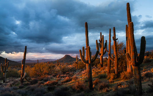 Going Down Slowly - Phoenix Cactus Tree Photos