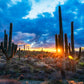 Sinking Suds - Phoenix Cactus Sunset Photos