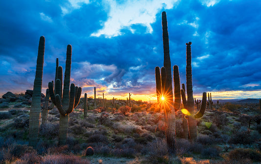 Sinking Suds - Phoenix Cactus Sunset Photos