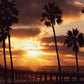 California Palm Tree Photos