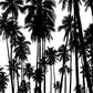 Coconut Palm - Tahiti Palm Tree Photos