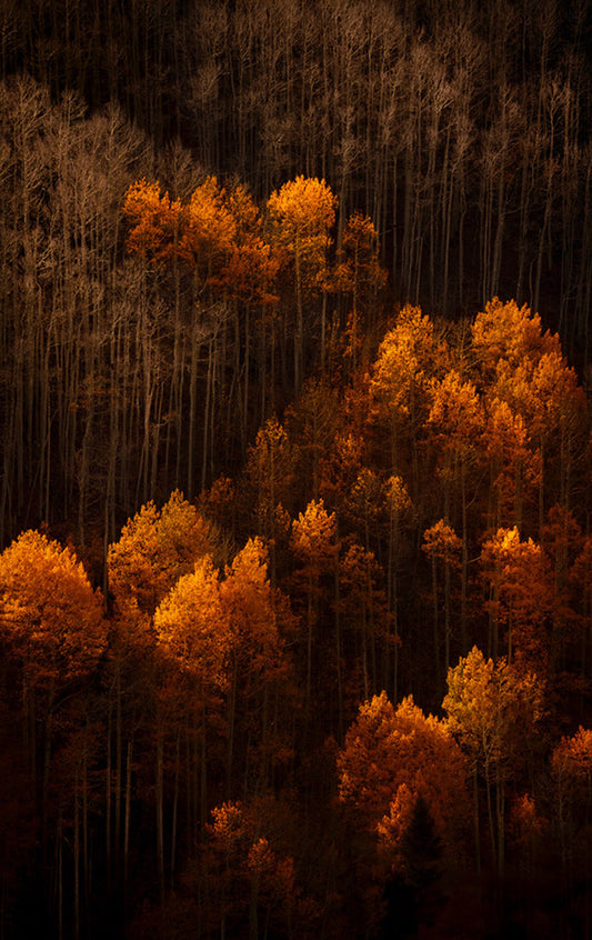 Colorado Aerial Trees at Dusk Photos