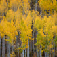 Colorado Fall Trees Photos