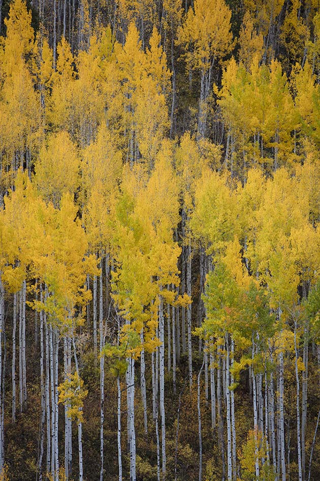 Colorado Fall Trees Photos