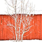 Colorado Red Fence White Trees Photos