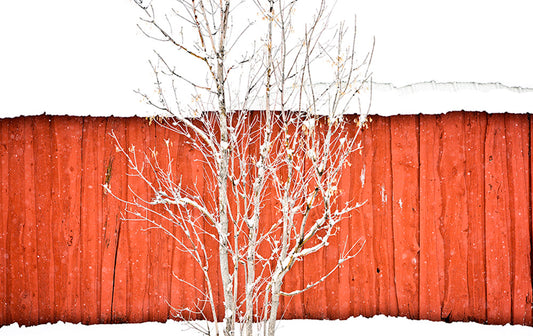 Colorado Red Fence White Trees Photos