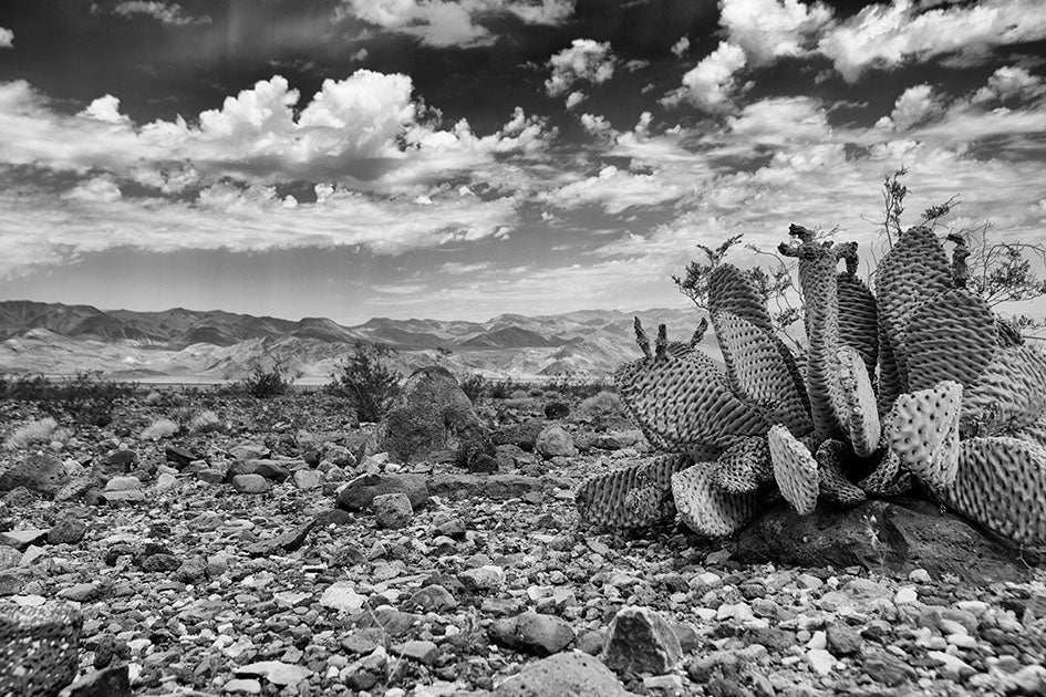 Death Valley Desert Cactus Photos