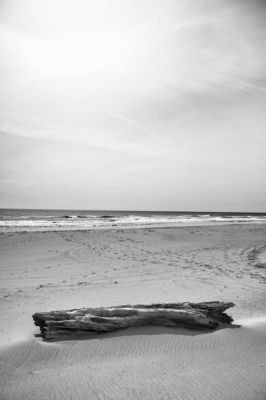 Driftwood Photos