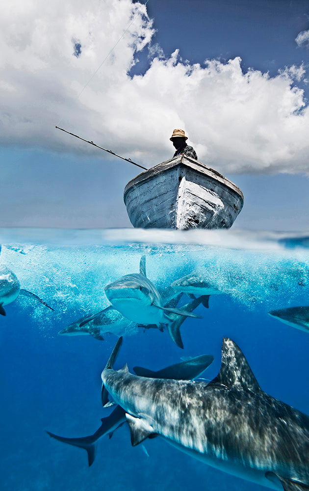 Gone Fishing underwater shark photograph