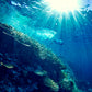 Fiji Underwater Coral Photos