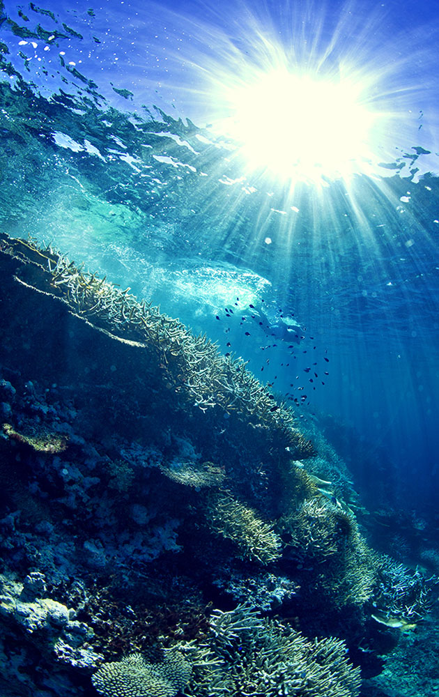 Fiji Underwater Coral Photos