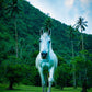 Green Tahiti Jungle Horse Photos