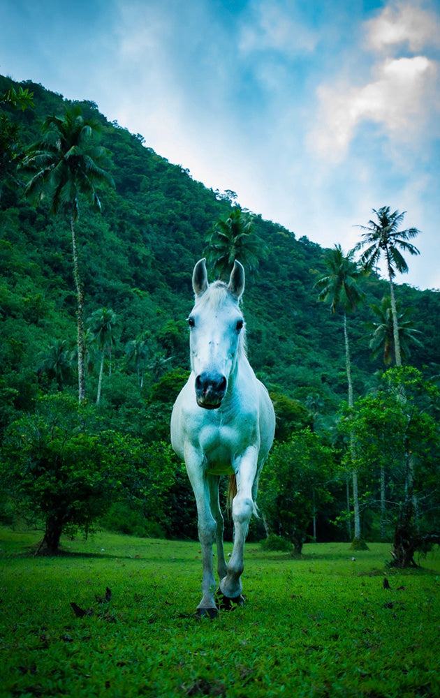 Green Tahiti Jungle Horse Photos