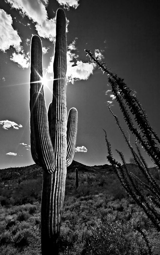 High Desert Cactus Photos