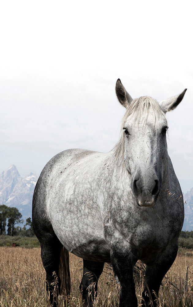 Jackson Hole Horse Portrait Photos