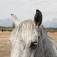 Jackson Hole Wyoming Horse Photos