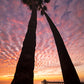 Manhattan Beach Palm Tree Photos