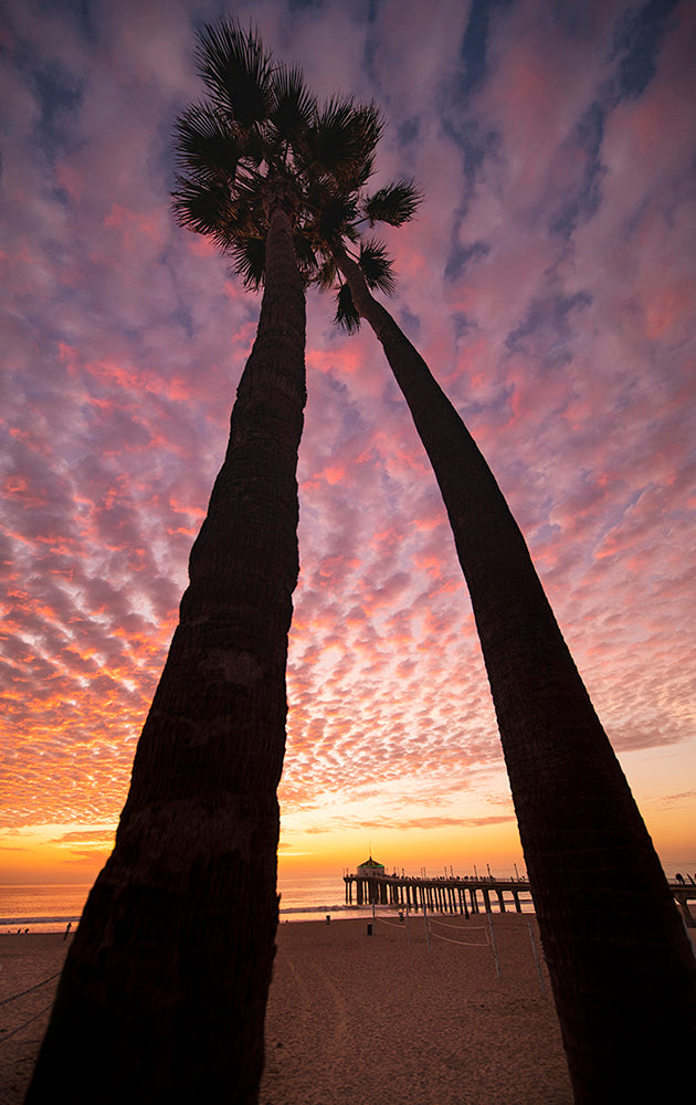Manhattan Beach Palm Tree Photos