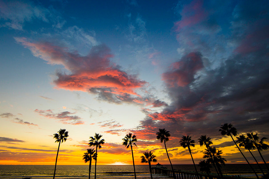 Manhattan Beach Palm Trees Photos