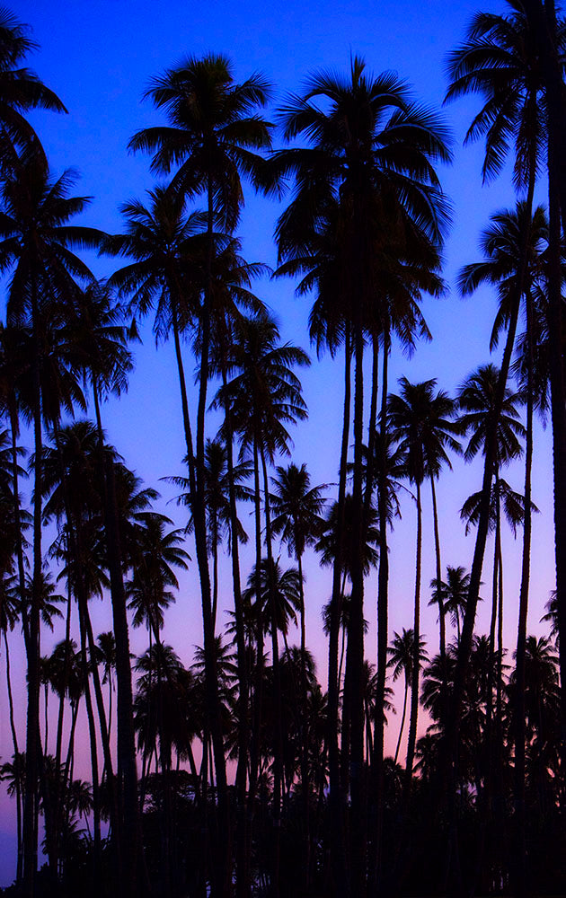 Many Tahiti Palm Trees Photos