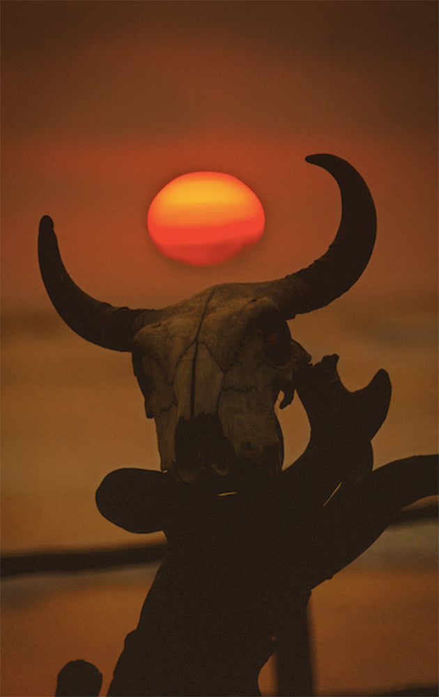 Mexico Cow Skull Landscape Photos