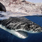 Mexico Shark Photos