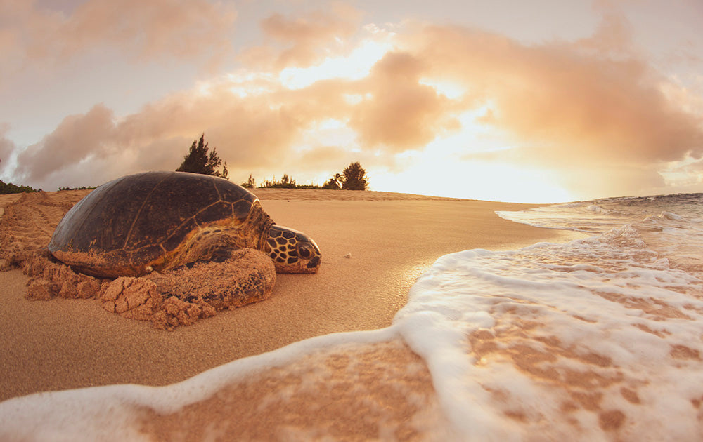 Shellback - Turtle Photos from North Shore, Oahu Photos