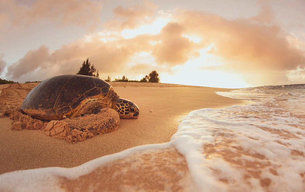 North Shore Oahu Turtle Beach Photos