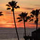 Ocean Palm Trees Sunset Photos