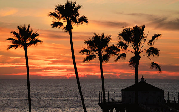 We Have Great Ocean Palm Trees Sunset Photos