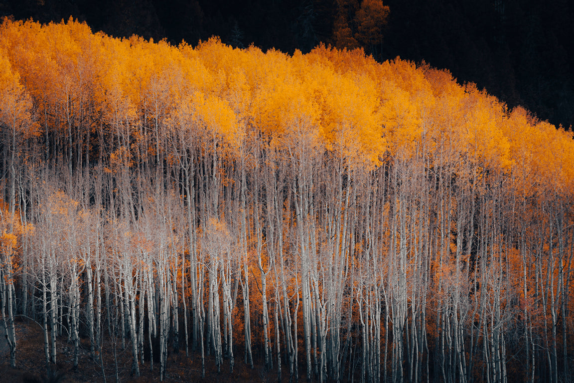 Top Heavy - Park City Utah Tree Landscape Photos