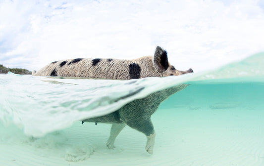Pig In Surf Exhuma Bahamas Photos