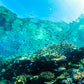 Rainbow Reef Fiji Underwater Photos