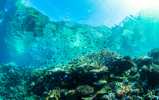Rainbow Reef Fiji Underwater Photos