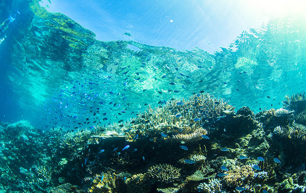 Rainbow Reef Fiji Underwater Photos