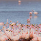 Red Lagoon Bolivia Flamingos Photos