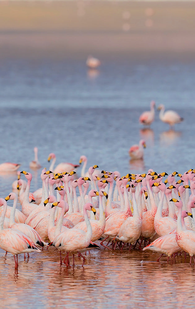 Red Lagoon Bolivia Flamingos Photos