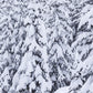 Snow Covered Vail Trees Photos