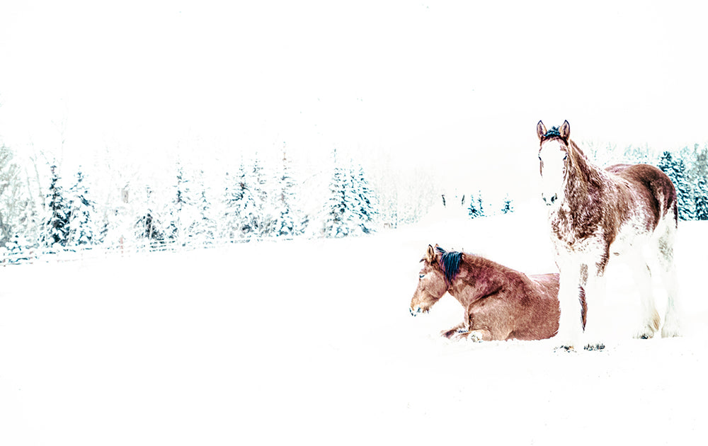 Sun Valley Horses in the Snow Photos