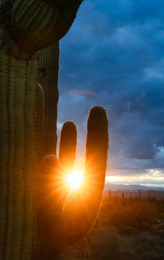 Slow Burn - Phoenix Cactus Tree Photos